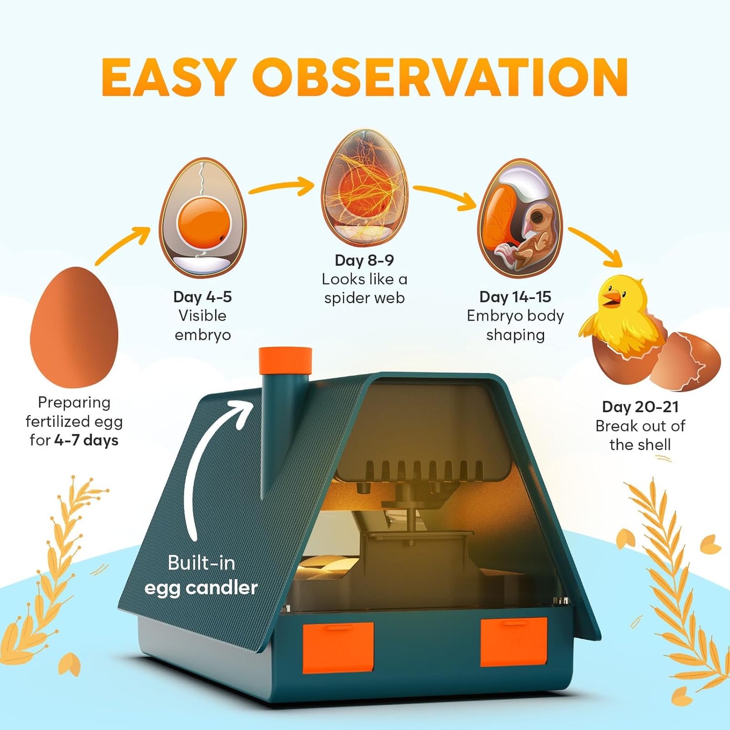 Okkobi egg incubator with automatic turning for easy observation of developing embryos
