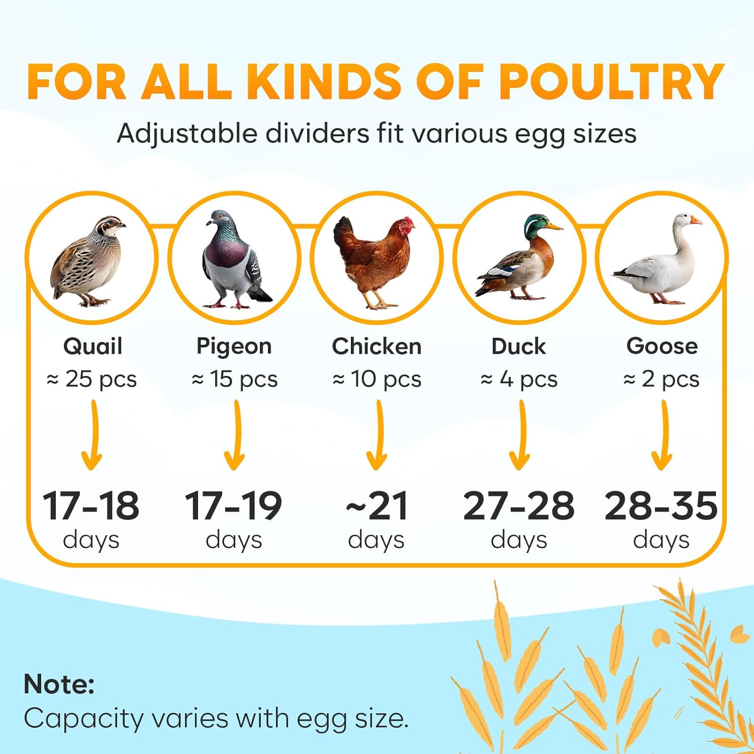 Okkobi egg incubator with automatic turning featuring adjustable dividers for various egg sizes