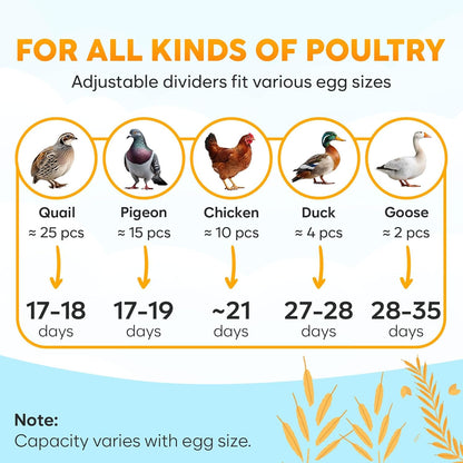 Okkobi egg incubator with automatic turning featuring adjustable dividers for various egg sizes